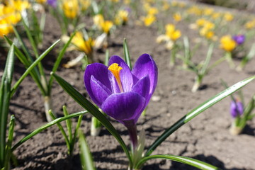 Vibrant purple and yellow flowers of crocuses in April