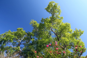 樟と山茶花と青空