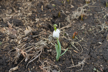 1 white flower of common snowdrop in March
