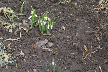 Buds and leaves of common snowdrops in March