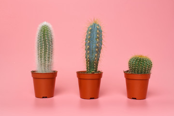 Succulent cacti in small pots on pastel pink background. Stylish tropical summer composition. Indoor growths in the interior concept.