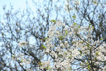 Spring blooming cherry orchards on the streets