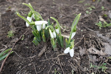 Bunch of snowdrops with white flowers and buds in March