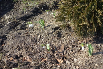 Early spring flowers of common snowdrops in the garden