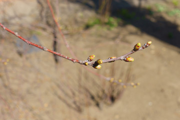 Thin branch of cherry with closed vegetative buds in March