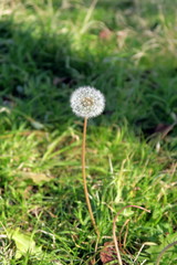 野原の冬の蒲公英の綿毛