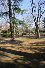 冬の朝の木漏れ日のある公園風景