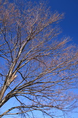 Fototapeta na wymiar 冬空と枯れ木の欅