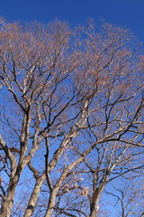 冬空と枯れ木の欅