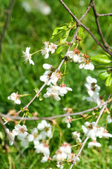 Fototapeta premium White cherry blossoms, Prunus cerasus, in spring