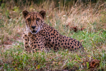 Cheetah laying down and rest in the savannah