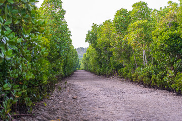 Fototapeta na wymiar Dirt road among mangroves on a clear sunny day on the island of Zanzibar, Tanzania, Africa