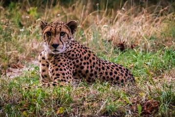 Cheetah laying down and rest in the savannah