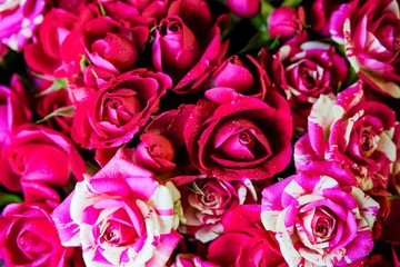 Pink roses on pink background