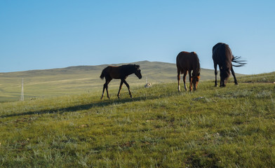 young horses walk on a green grass field