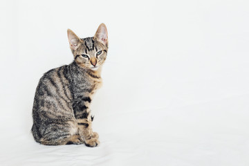 Beautiful young European Shorthair cat sitting on white background.