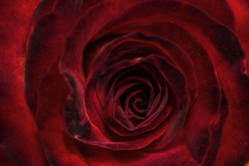 Petals of blooming fresh red rose close-up horizontal background