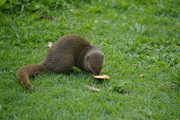 Mongoose small predator in tropical areas