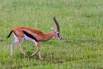 Antilopen im Nationalpark Tsavo Ost, Tsavo West und Amboseli in Kenia