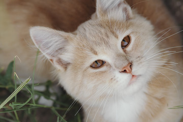 top view portrait of a beautiful ginger cat looking up, brown-eyed kitten walking outdoors