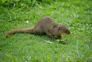 Mongoose small predator in tropical areas