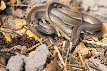 Stripe-bellied Sand Snake, Gelbbauch-Sandrennnatter, Psammophis subtaeniatus