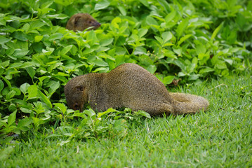Mongoose small predator in tropical areas