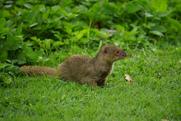 Mongoose small predator in tropical areas