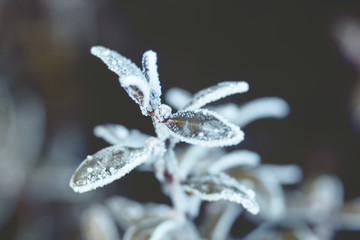 branches with leaves in snow in the ice in the freezing winter weather