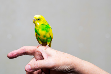 a yellow-green wavy parrot sits on the man s hand