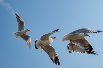 Fototapeta premium Seagull flying on the sea in Thailand