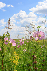 Lavatera thuringiaca. Flowering plant in the grasslands of South-Western Siberia
