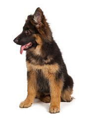 German shepherd puppy isolated on white background