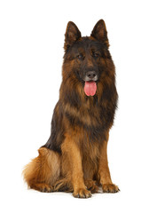 Long-haired German shepherd dog portrait studio isolated on white background