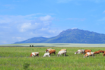 Fototapeta na wymiar Livestock on pasture near the Northern point of the Seminsky ridge of Altai Babyrgan peak