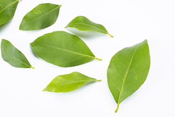green leaves isolated on white background