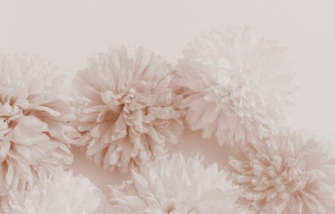 Beautiful abstract color red and brown flowers on white background and light red flower frame and brown leaves texture, yellow background, white banner happy valentine