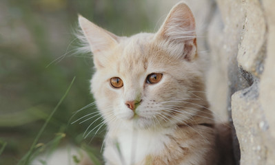 portrait of a beautiful ginger walking in the yard, brown-eyed kitten outdoors