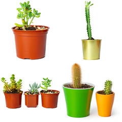 Collage of potted succulents isolated on white