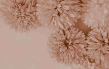 Beautiful abstract color red and brown flowers on white background and light red flower frame and brown leaves texture, yellow background, white banner happy valentine