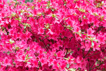 Rhododendron flower