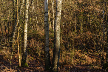 Birch forest in winter, Galicia. Spain.