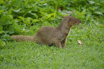 Mongoose small predator in tropical areas