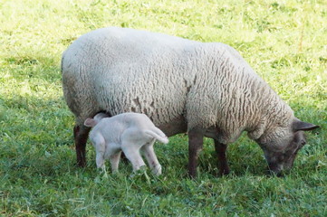 Brebis qui allaite