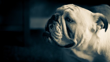 black and white side portrait of british bulldog