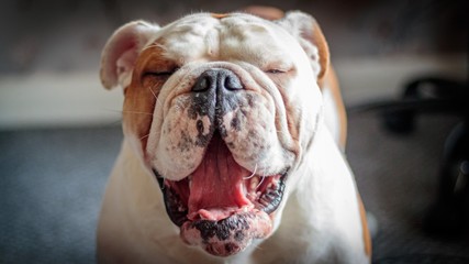 portrait shot of bulldog mid yawn