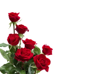 Foto op Aluminium Flowers red roses on a white background with space for text © Anastasiia Malinich