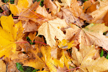 Maple leaves background.Autumn leafs on the ground.