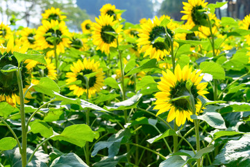 blooming sunflowers against the sun light in field