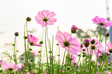 low angle view of beautiful daisy or Cosmos bipinnata Cav